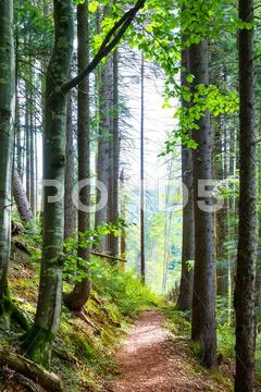 Path through green trees in forest Stock Photos