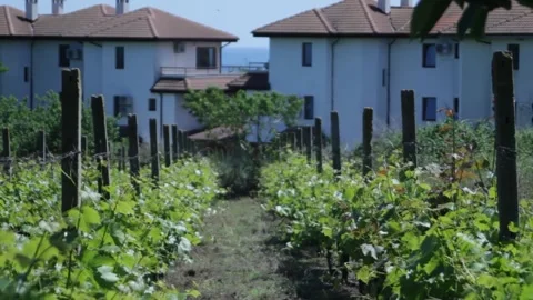 A path through green vineyards to white buildings with a tiled roof by the sea Stock Footage 314979126