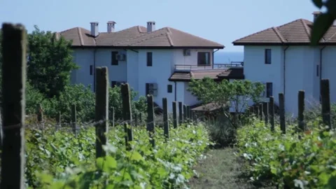 A path through green vineyards to white buildings with a tiled roof by the sea Stock Footage 314979134