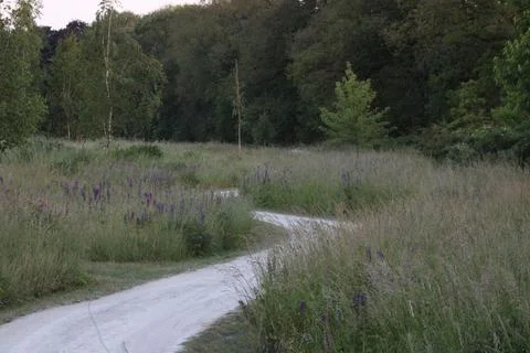 Path through high grass Foto stock