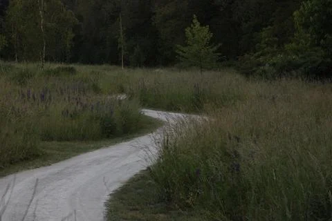 Path through high grass Foto stock