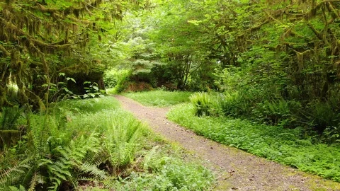 Path through the Hoh Rainforest in Washington Stock Footage 116211167