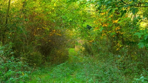 A path through the hungarian forest Video stock 152294111