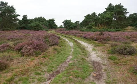 Path through the Itterbecker Heide, Germany Stock Photos