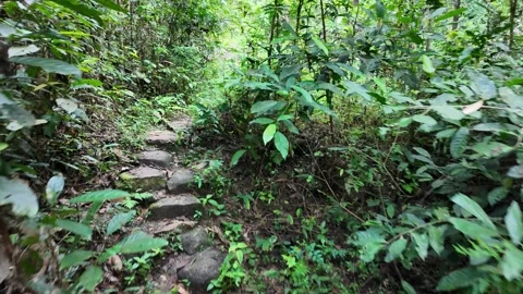 A path through a jungle with green plants and trees Stock Footage 325831001