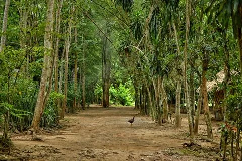 Path through the jungle Stockfoto's