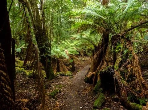 A path through jungle Stock Photos