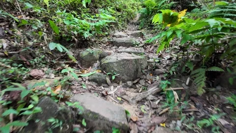 A path through a jungle with a tree in the foreground 스톡 동영상 325840094