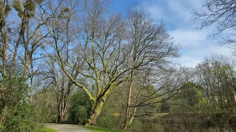 A path through a leafless tree forest under a cloudy sky Hanover Germany Stock Photos