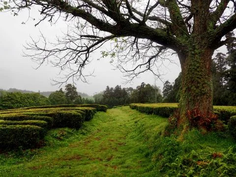 The Path Through Lovely Green Tee Plantations at Sao Miguel one of the Azores Is Stock Photos