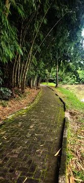 Path through a lush bamboo grove Stock Photos