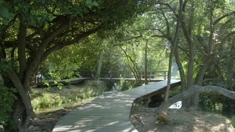 Path through the lush forest leads to a wooden bridge over a babbling stream Stock Footage 259075697
