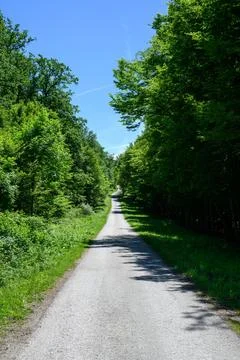 Path through the lush forest. 스톡 사진