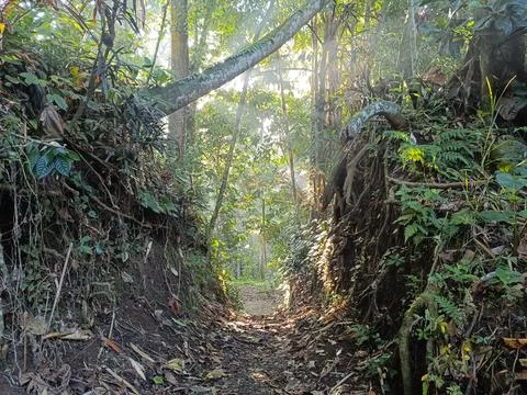 A path through the lush forest, with sunlight filtering through the trees. Stock Photos