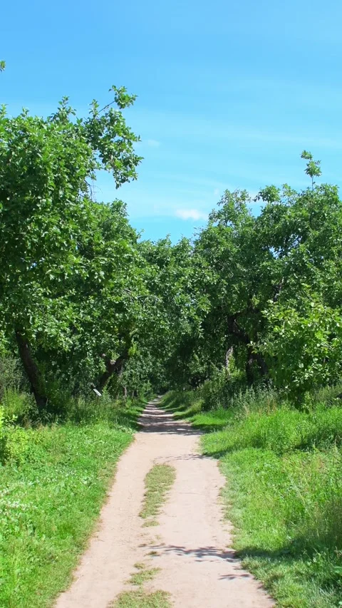 Path through lush green forest, inviting journey into nature. Stock Footage 341317207