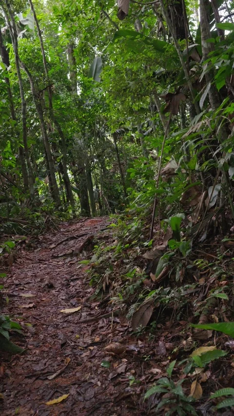 Path Through Lush Green Jungle in Guaviare Video stock 336521489