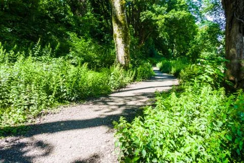 A path through lush green vegetation in a woodland UK Stock Photos