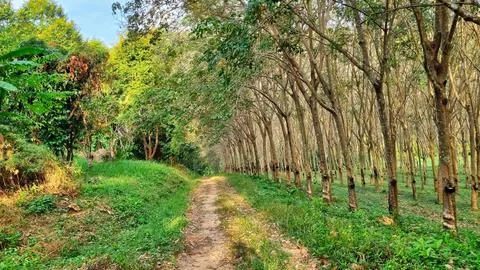 Path Through Lush Greenery and Rubber Tree Plantation in Chalong, Phuket Stock Photos