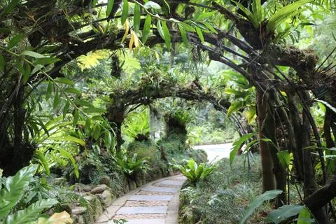 A path through a lush jungle with a canopy of leaves overhead Foto stock