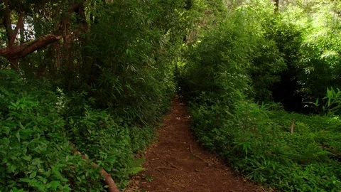 Path through lush rainforest vegetation, lock off for plate. Stock Footage 80510480