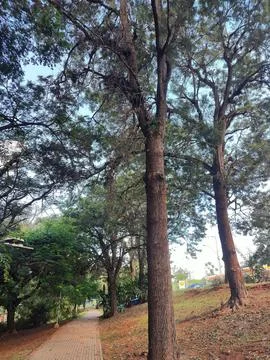 Path through lush trees Stock Photos