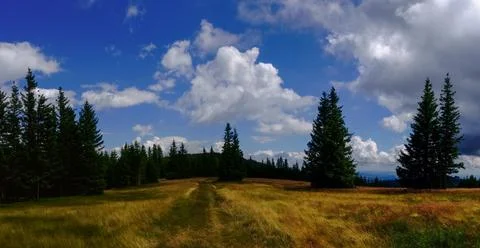 Path through many single pine trees on the top of a mountain with wonderful s Foto stock