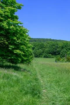 A path through the meadow. Fotos de archivo