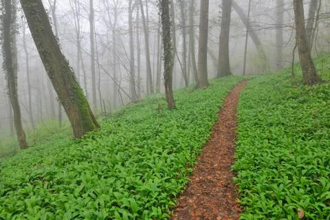 Path through Misty Forest in Early Spring, Triefenstein, Franconia, Bavaria, Stock Photos