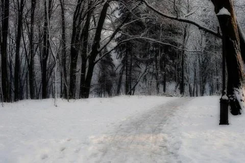 Path through misty night forest Photos