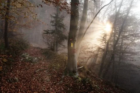 Path through mixed forest and markings on beech tree, sun shining in background Stock Photos