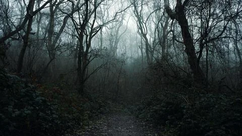 A path through a mysterious forest on a spooky winters day. Stock Photos
