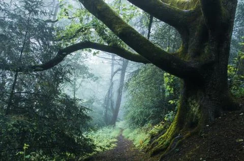 A path through a mysterious misty forest. Stock-Fotos