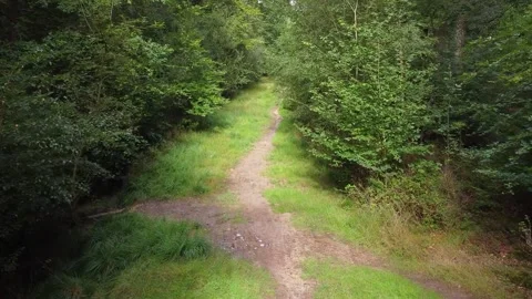 Path through the New Forest National Park, Hampshire, England 库存影片 142894583