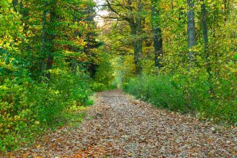 Path through the oak tree forest Stock Photos