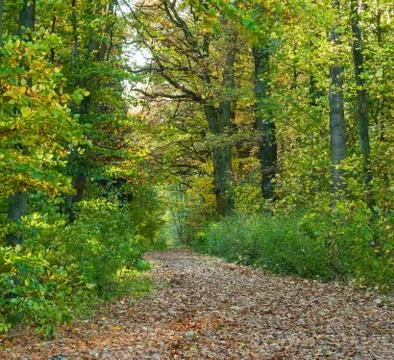 Path through the oak tree forest Stock Photos