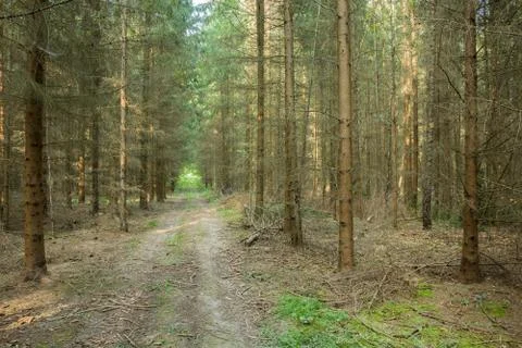Path through the old coniferous forest and lying broken branches Stock Photos