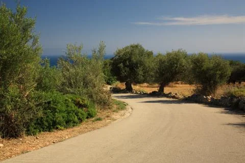 Path through the olive groves Stock Photos