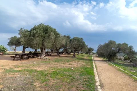 Path through olive trees at Zippori National Park Stock Photos