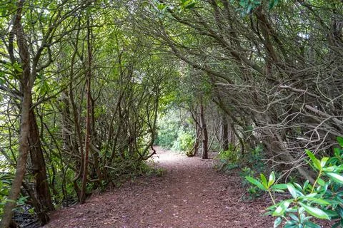 Path through over grown trees Stock Photos