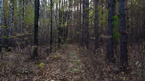 Path Through the Overgrown Forest 스톡 동영상 287042309