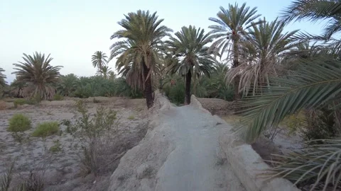 A path through the palm forest 動画素材 159578394