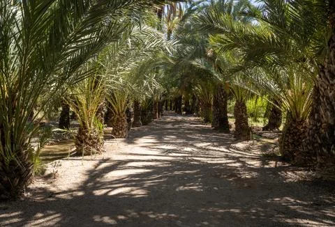 Path through a palm grove in a Mediterranean garden Stock Photos