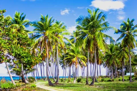 Path through a palm tree forest in Dominican Republic Stock Photos