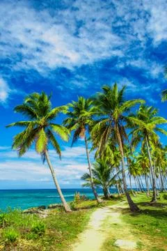 Path through a palm tree forest in Dominican Republic Foto stock