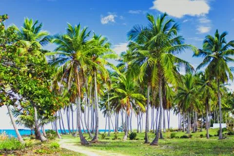 Path through a palm tree forest in Dominican Republic Stock Photos