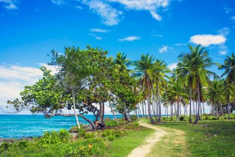 Path through a palm tree forest in Dominican Republic Stock Photos
