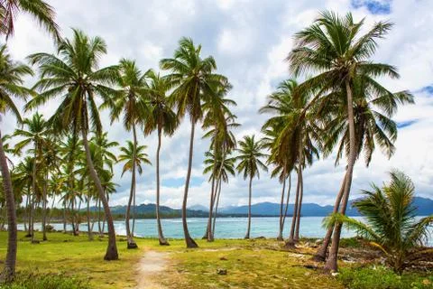 Path through a palm tree forest in Dominican Republic Stock Photos