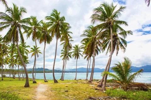 Path through a palm tree forest in Dominican Republic Foto stock