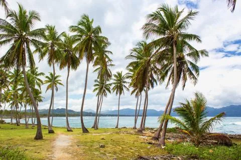 Path through a palm tree forest in Dominican Republic Stock Photos