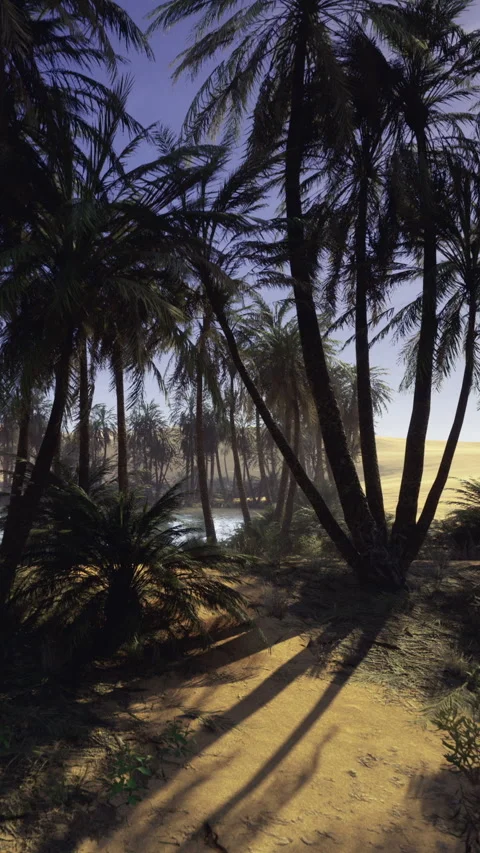 Path through palm trees near a river in a sunny desert setting Video stock 339944507